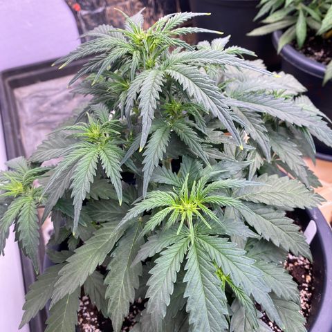 White Widow  #1 growlog timeline photo