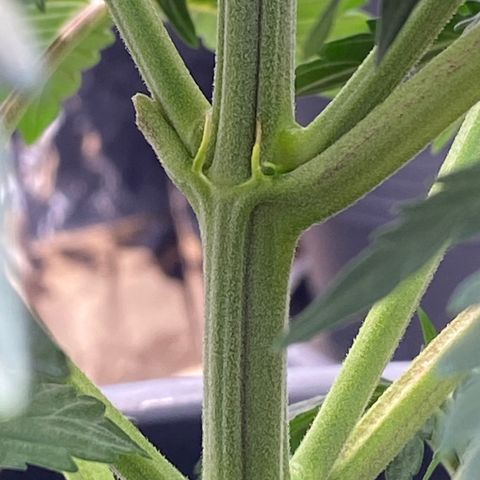 White Widow  #1 growlog timeline photo