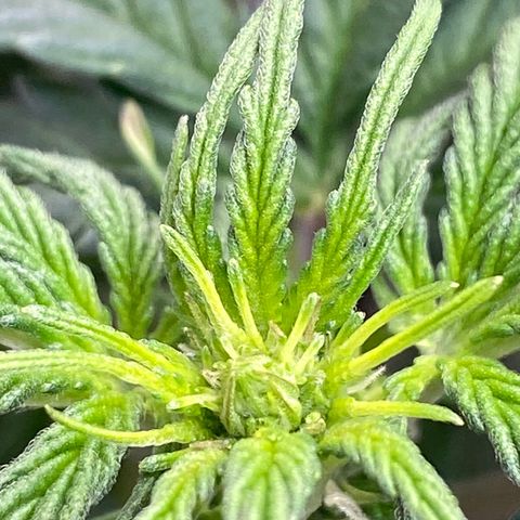 White Widow  #1 growlog timeline photo