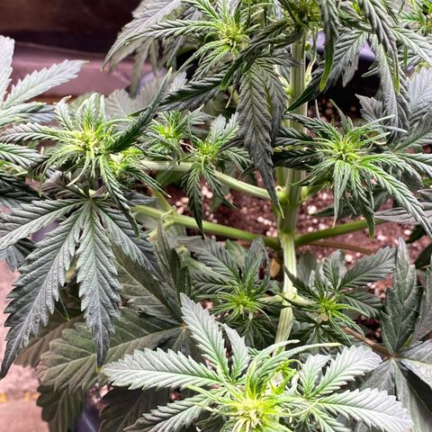 White Widow  #1 growlog timeline photo