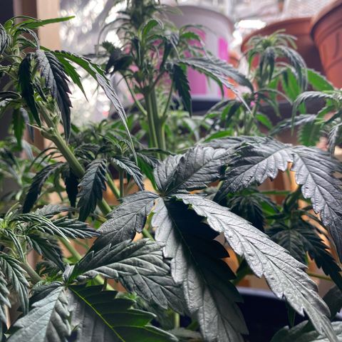 White Widow  #1 growlog timeline photo