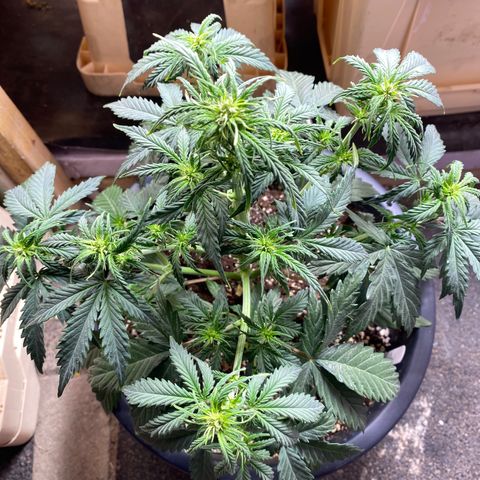 White Widow  #1 growlog timeline photo
