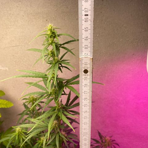 Royal Gorilla 🦍  growlog timeline photo