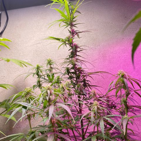Royal Gorilla 🦍  growlog timeline photo