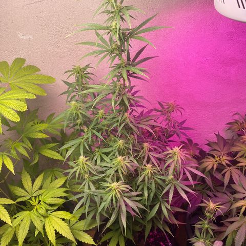 Royal Gorilla 🦍  growlog timeline photo