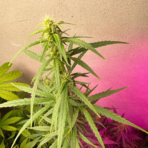 Royal Gorilla 🦍  growlog timeline photo