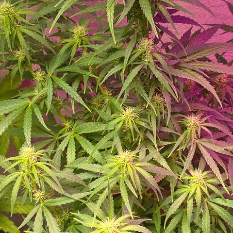 Royal Gorilla 🦍  growlog timeline photo