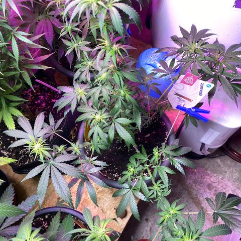 Rotz growlog timeline photo