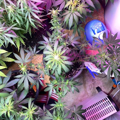 Rotz growlog timeline photo