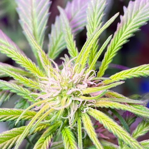Rotz growlog timeline photo