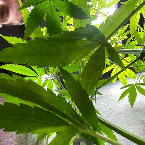 Super Silver Haze  #1 growlog timeline photo