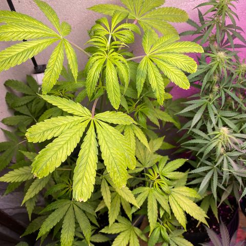 Super Silver Haze  #1 growlog timeline photo