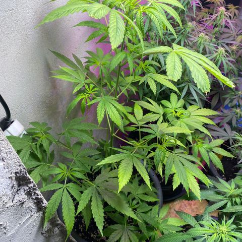 Super Silver Haze  #1 growlog timeline photo