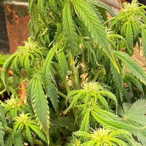 White Widow  #1 growlog timeline photo