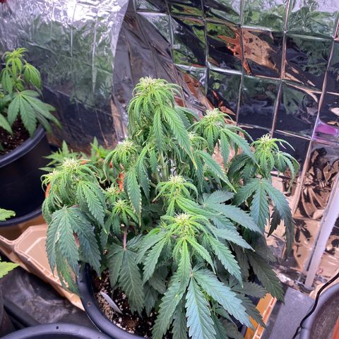 White Widow  #1 growlog timeline photo