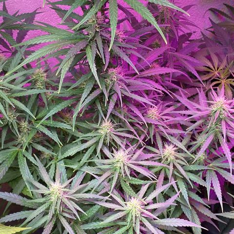 Royal Gorilla 🦍  growlog timeline photo