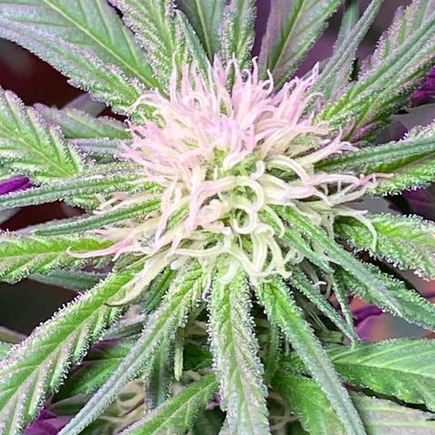 Rotz growlog timeline photo