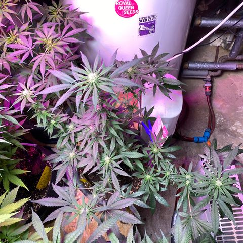 Rotz growlog timeline photo