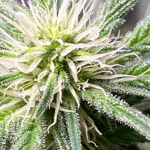 Orange Bud growlog timeline photo