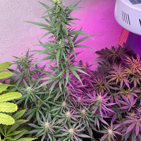 Royal Gorilla 🦍  growlog timeline photo