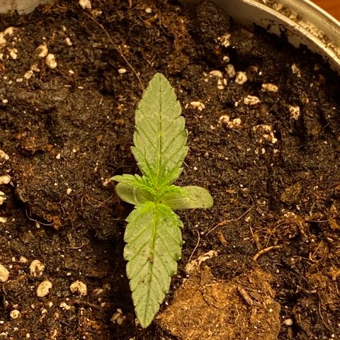 White Widow  #1 growlog timeline photo