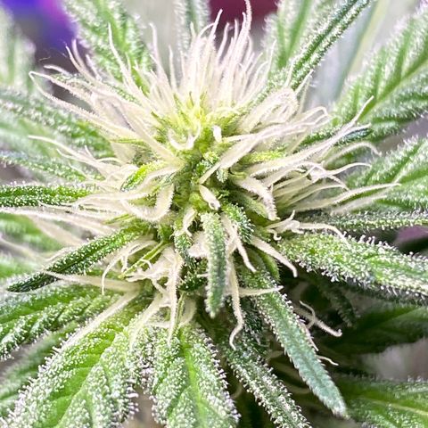 Orange Bud growlog timeline photo
