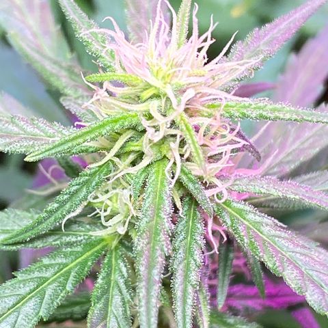 Royal Gorilla 🦍  growlog timeline photo