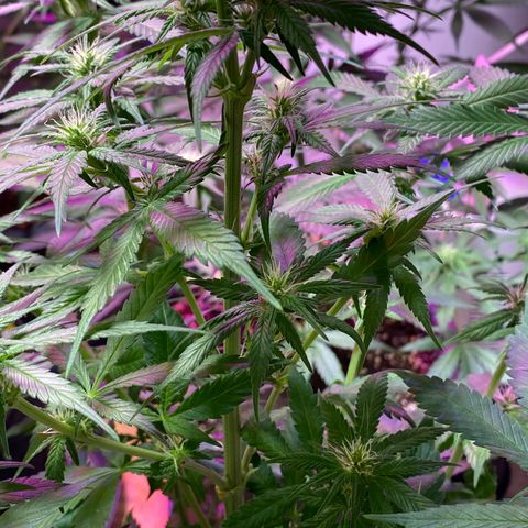 Orange Bud growlog timeline photo