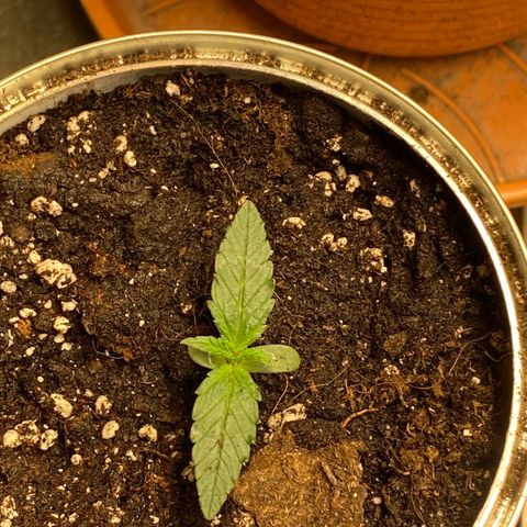 White Widow  #1 growlog timeline photo
