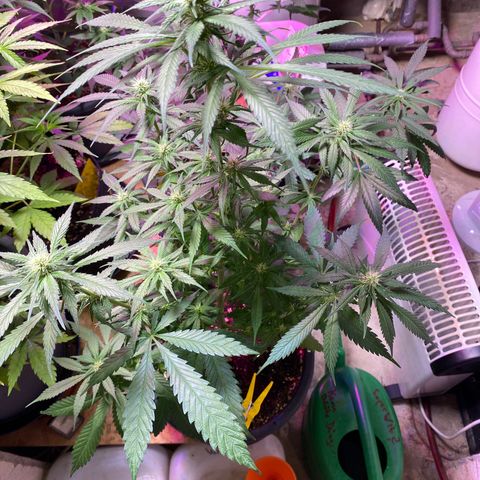 Orange Bud growlog timeline photo