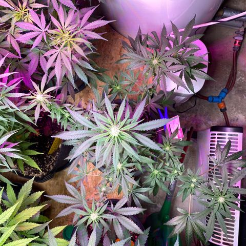 Rotz growlog timeline photo