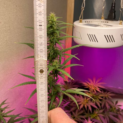 Royal Gorilla 🦍  growlog timeline photo