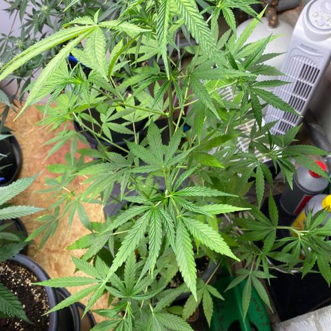 Super Silver Haze  #1 growlog timeline photo