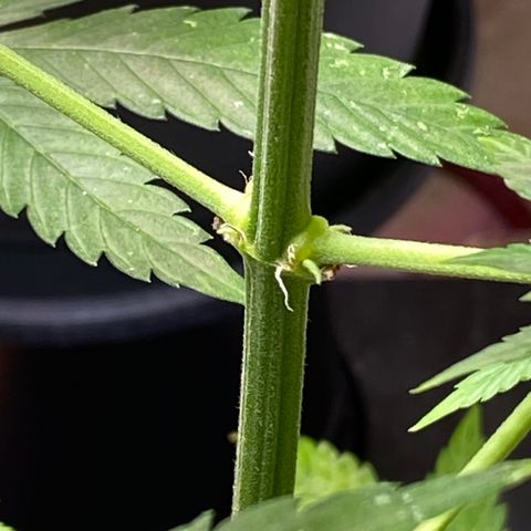 Super Silver Haze  #1 growlog timeline photo
