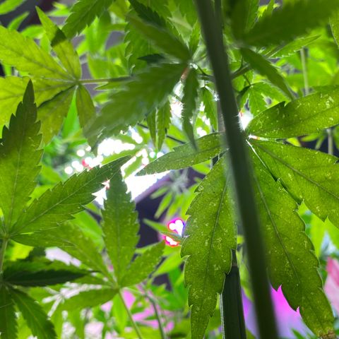 Super Silver Haze  #1 growlog timeline photo