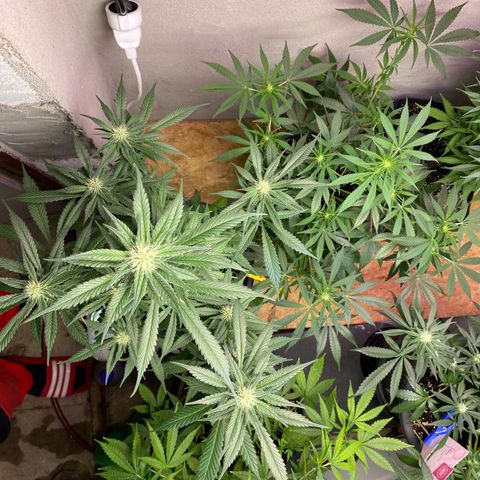 Orange Bud growlog timeline photo