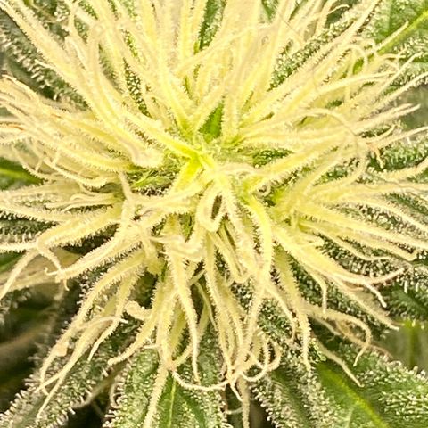 Orange Bud growlog timeline photo
