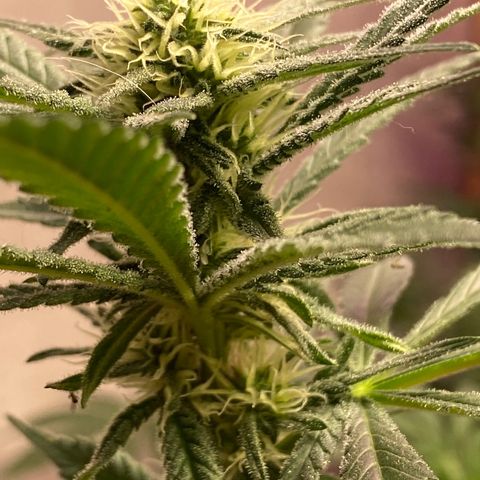 Orange Bud growlog timeline photo