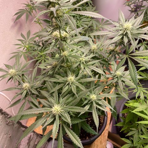 Orange Bud growlog timeline photo