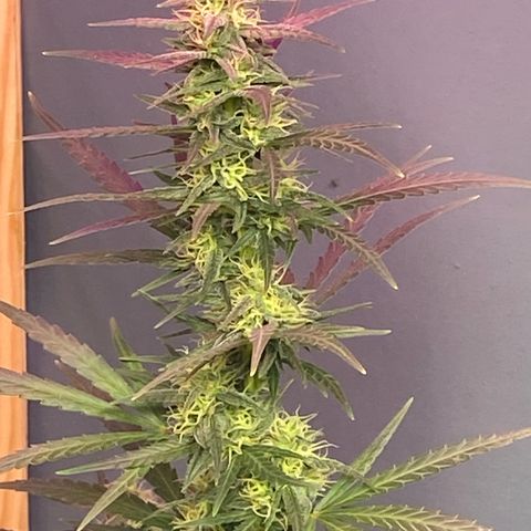Royal Gorilla 🦍  growlog timeline photo
