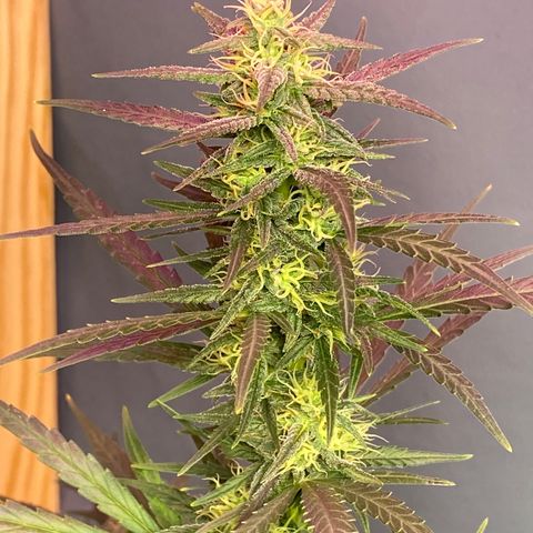 Royal Gorilla 🦍  growlog timeline photo