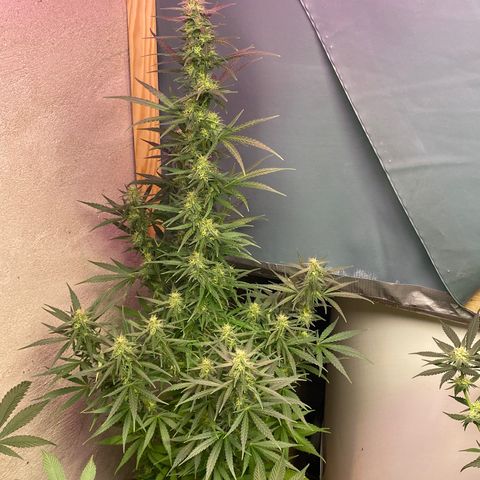 Royal Gorilla 🦍  growlog timeline photo