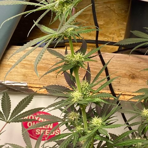 Rotz growlog timeline photo