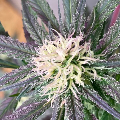 Rotz growlog timeline photo