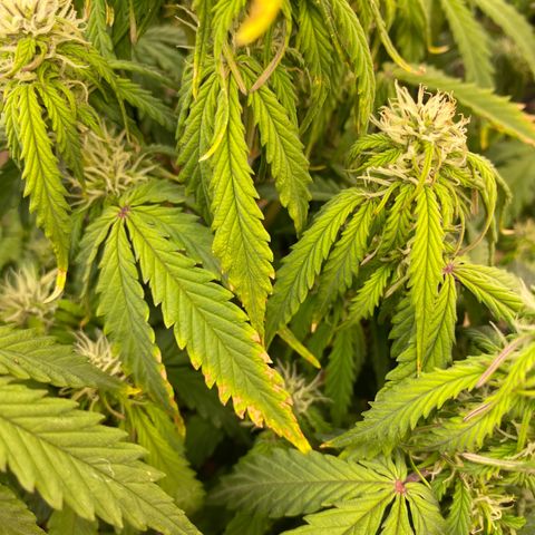 White Widow  #1 growlog timeline photo