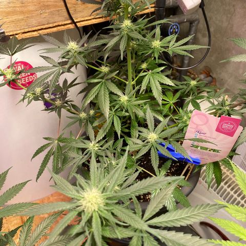 Rotz growlog timeline photo