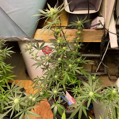Rotz growlog timeline photo