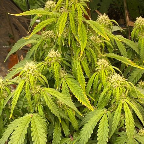 White Widow  #1 growlog timeline photo