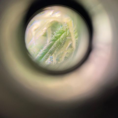 Rotz growlog timeline photo