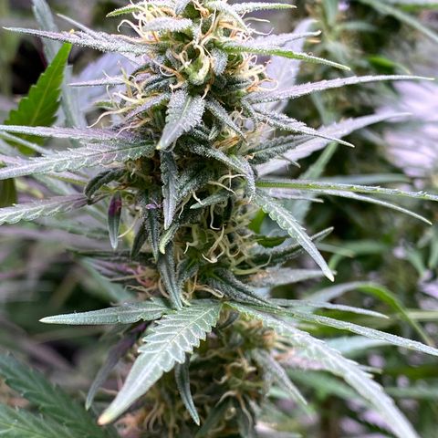 Royal Gorilla 🦍  growlog timeline photo